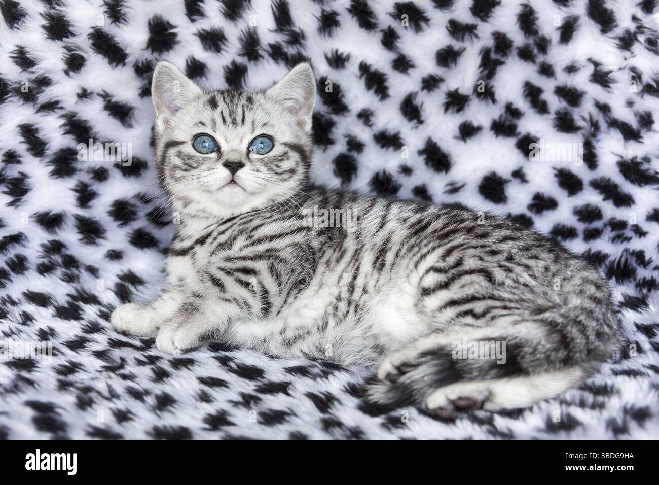 Youn gatto maculato tabby argento nero disteso su pelliccia bianca e nera Foto Stock