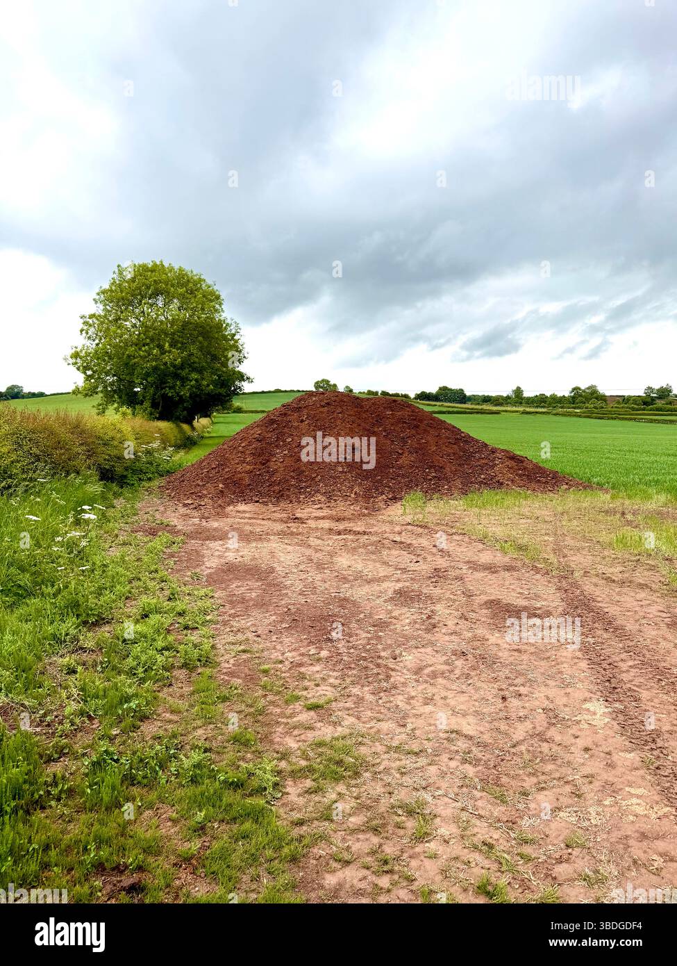 Letame di suino per spandimento di muck su terreni agricoli nel Regno Unito Foto Stock