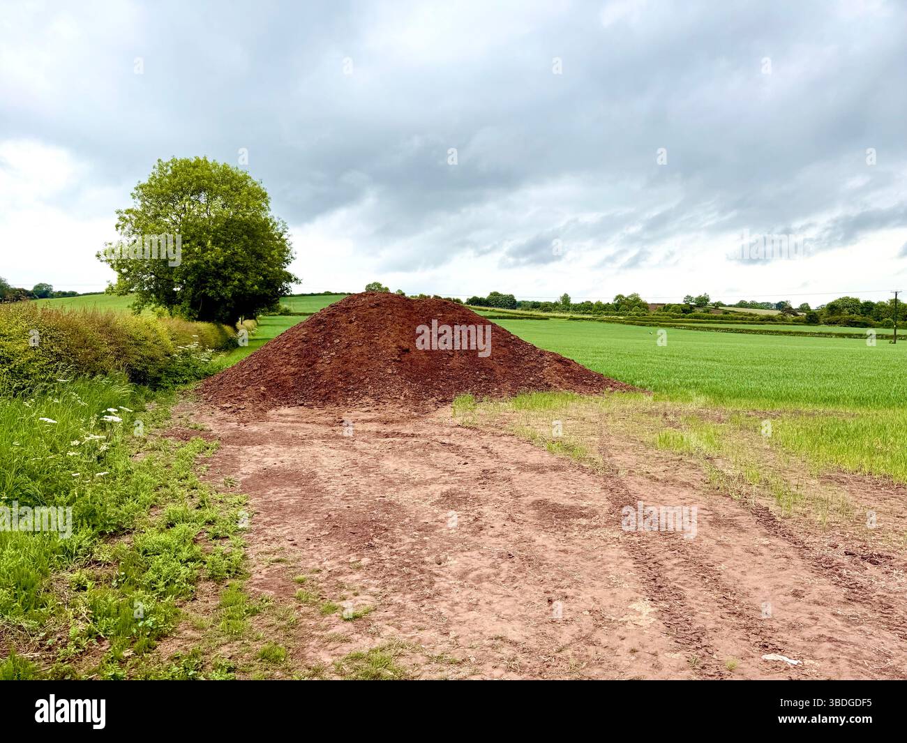 Letame di suino per spandimento di muck su terreni agricoli nel Regno Unito Foto Stock