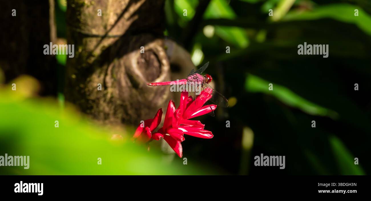Primo piano di un macro shot di una libellula rossa seduta su un fiore rosso in Costa Rica Foto Stock