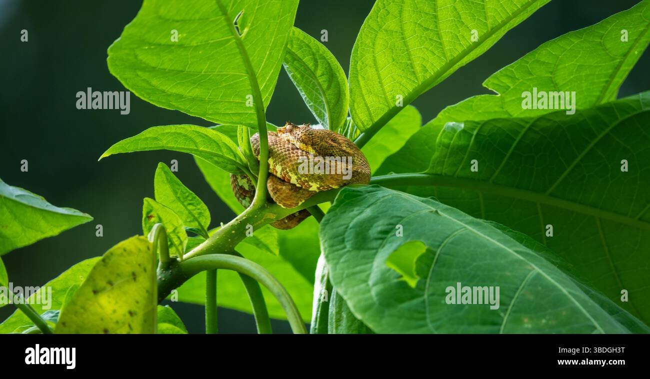 Primo piano di un serpente velenoso avvolto intorno alle foglie verdi nella foresta pluviale costaricana. Foto Stock