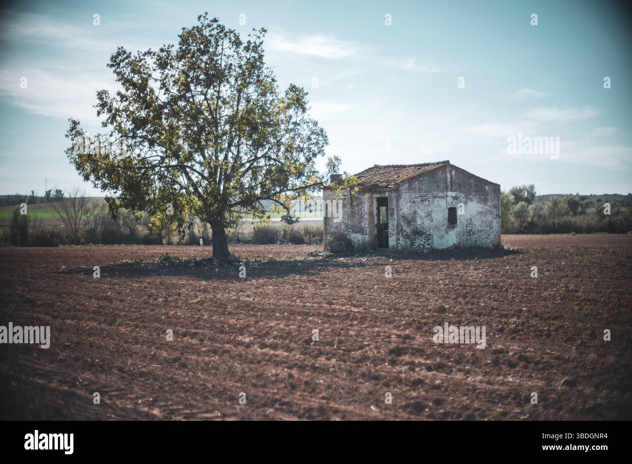 Un albero di noce e una casa di campagna deserta si trovano in un vasto campo coltivato nella campagna di Siviglia, mostrando la tranquillità rurale. Foto Stock