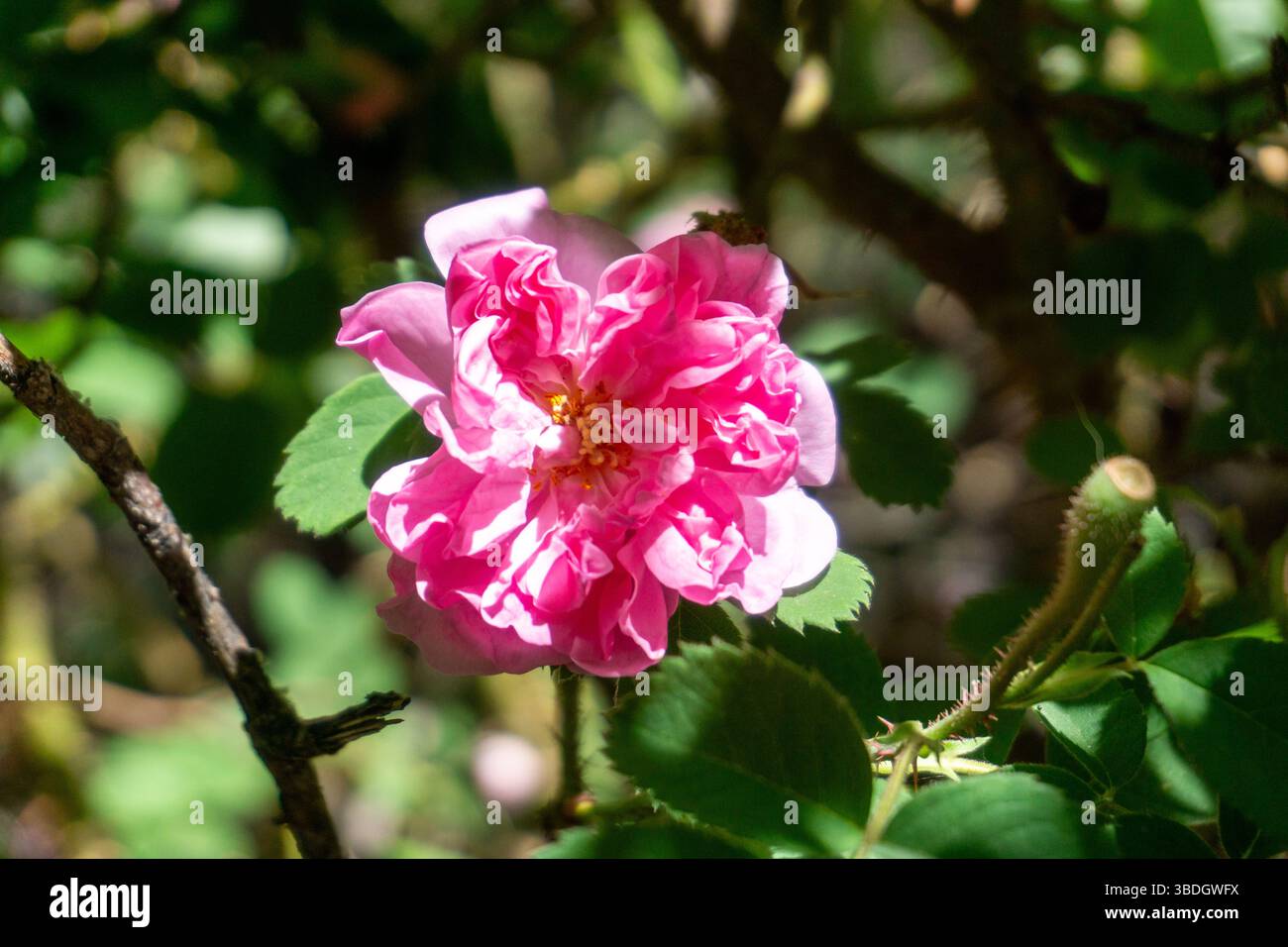 Un dettagliato primo piano di una rosa Damasco in fiore (Rosa damascena) con morbidi petali rosa, scattata in un giardino cileno. Nota per la sua fragranza e l'uso in co Foto Stock