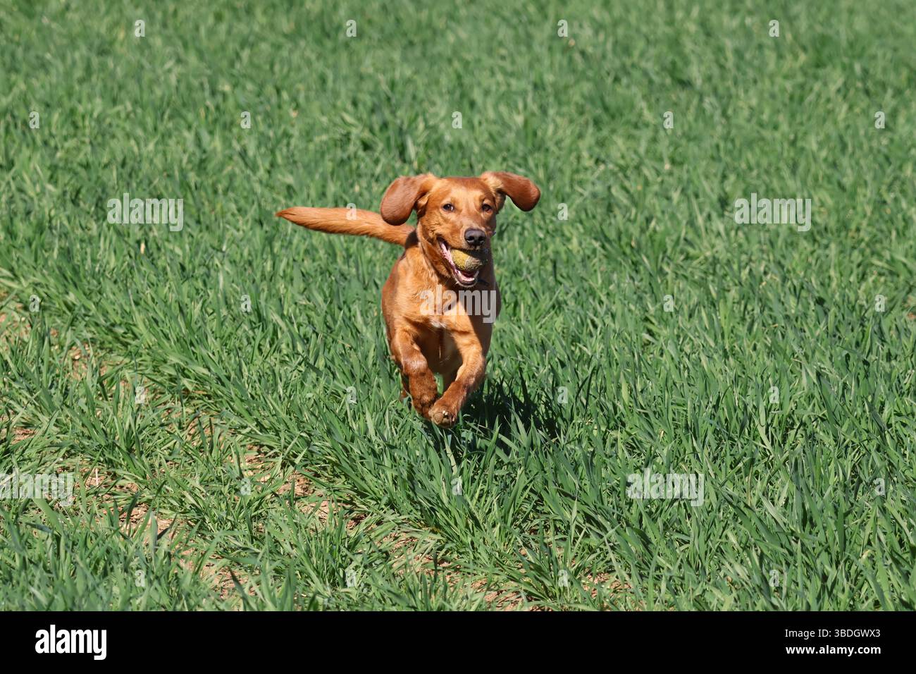 Cane che corre libero in una giornata fuori. Delimitazione verso la fotocamera. Foto Stock