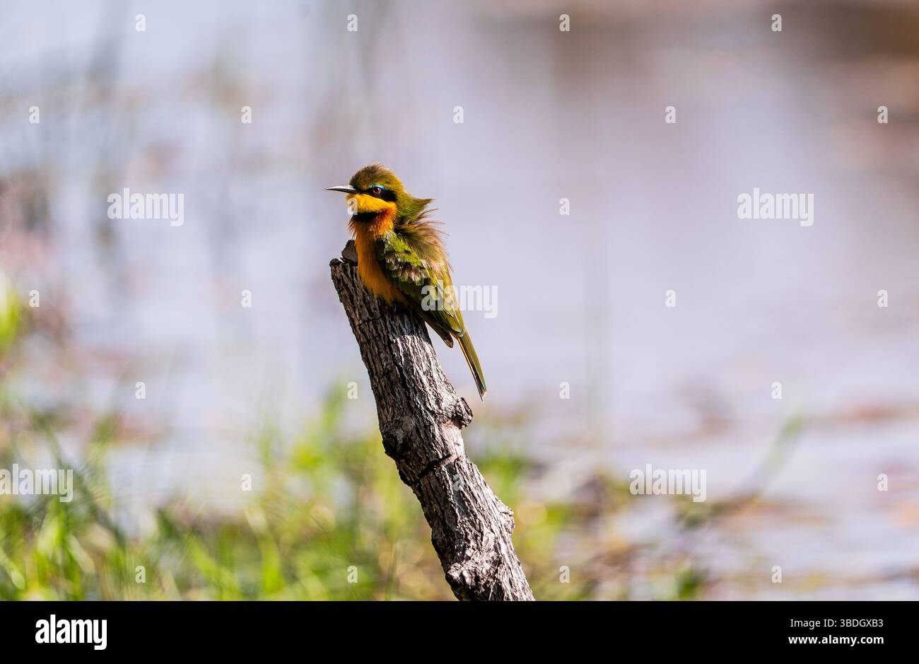 Little Bee-Eater (Merops pusillus) in Botswana, Africa Foto Stock