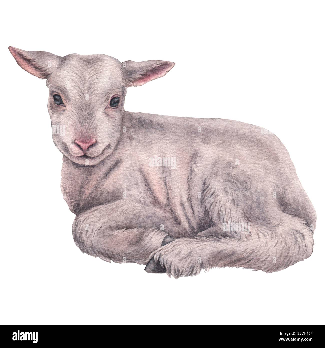 Simpatico agnellino Immagini senza sfondo e Foto Stock ritagliate - Pagina  3 - Alamy