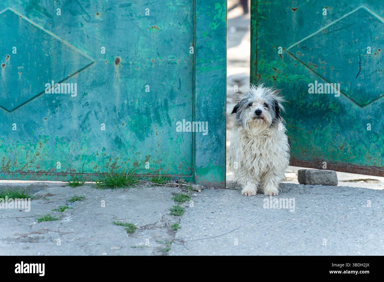 Accogliente ospite. Razza mista di cani. Foto Stock