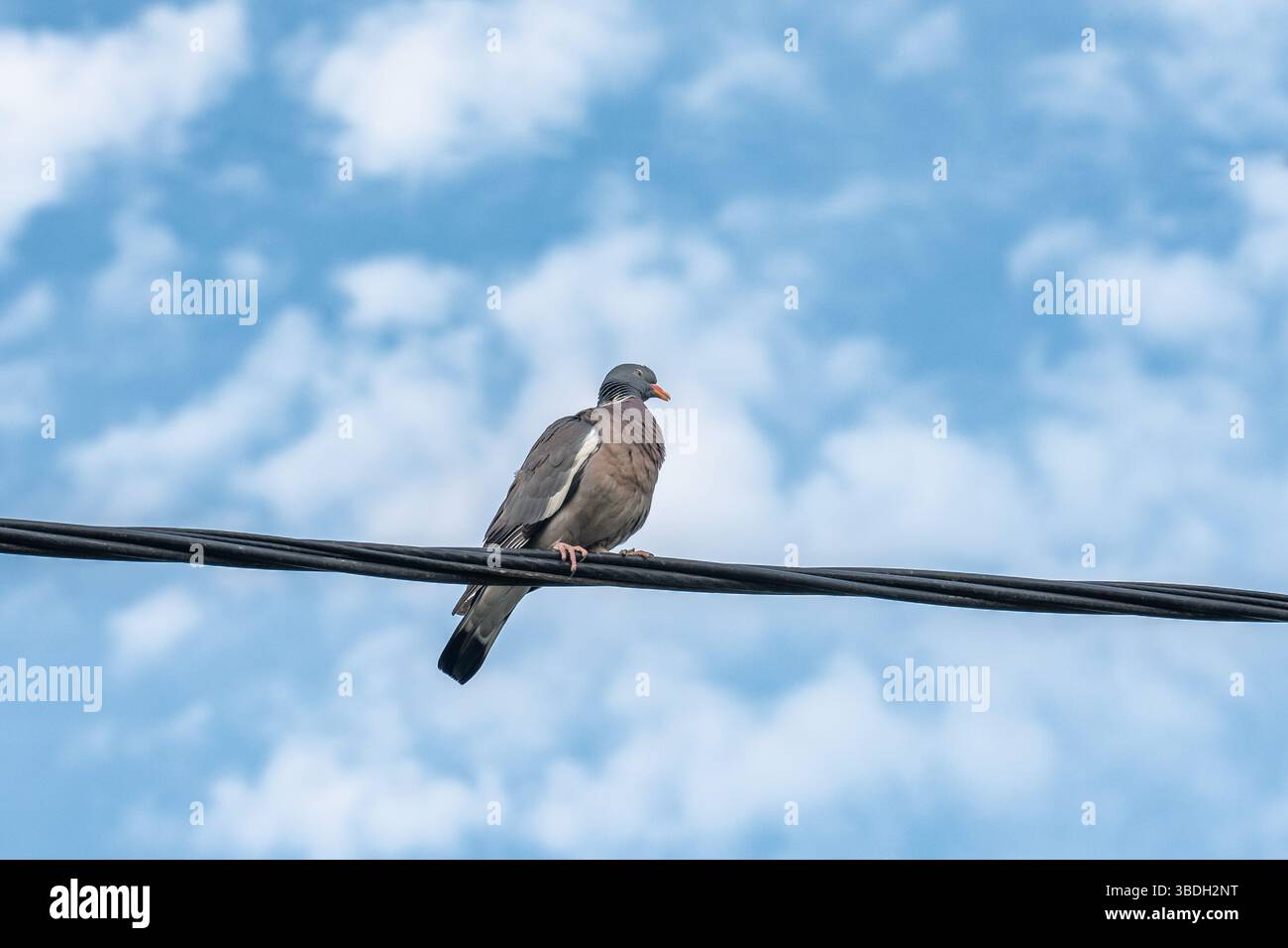 Pausa cablata sotto il cielo Foto Stock