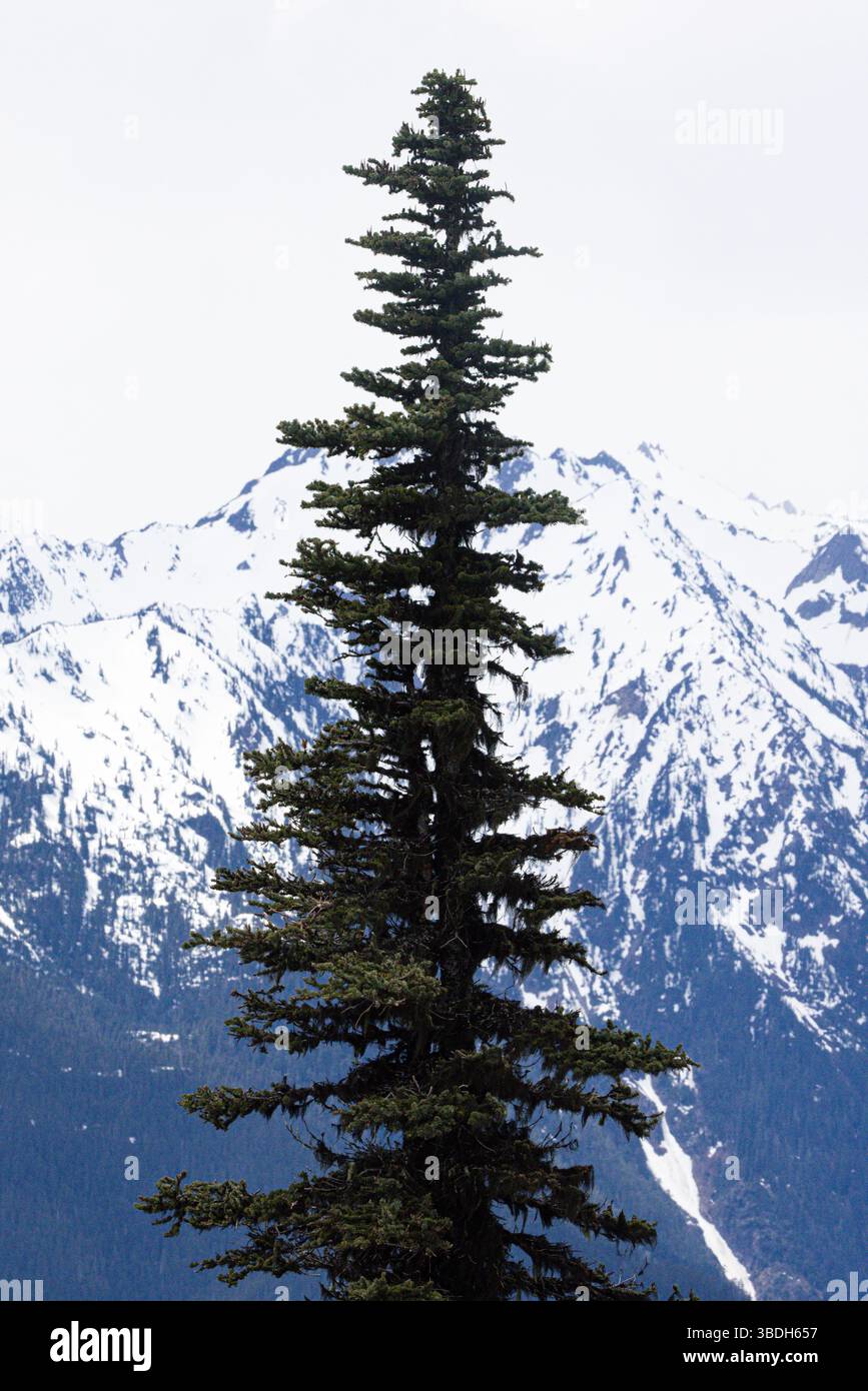 Aspre montagne olimpiche viste da Hurricane Ridge, Olympic National Park, Washington State, Stati Uniti Foto Stock