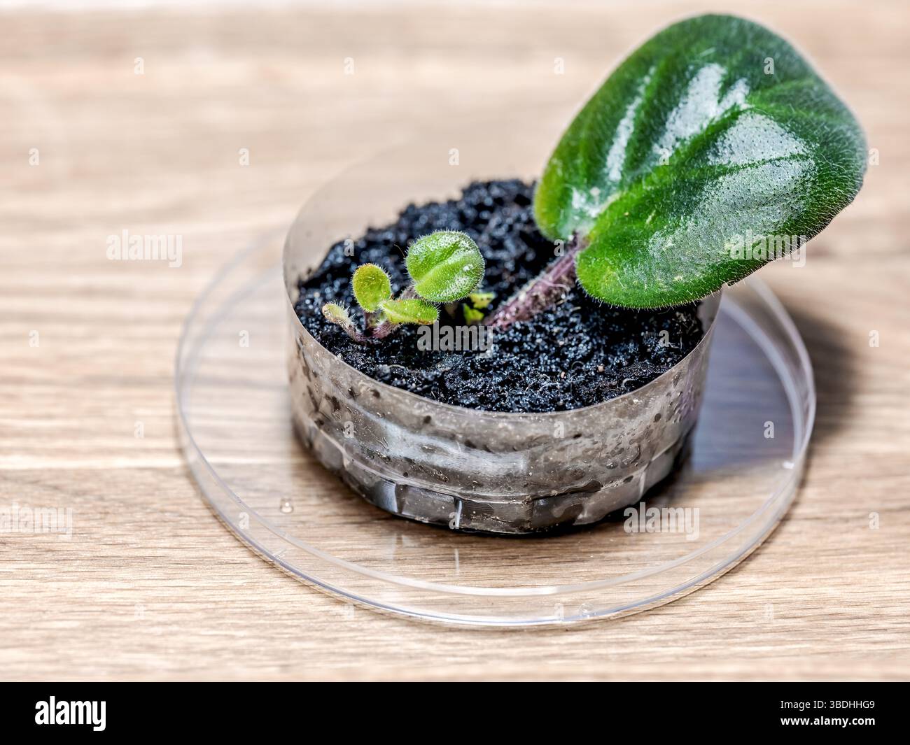Metodo di propagazione delle viole mediante foglie Foto Stock