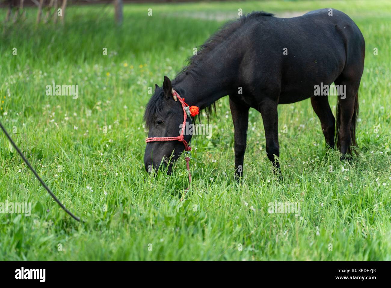 Grace nel pascolo Foto Stock