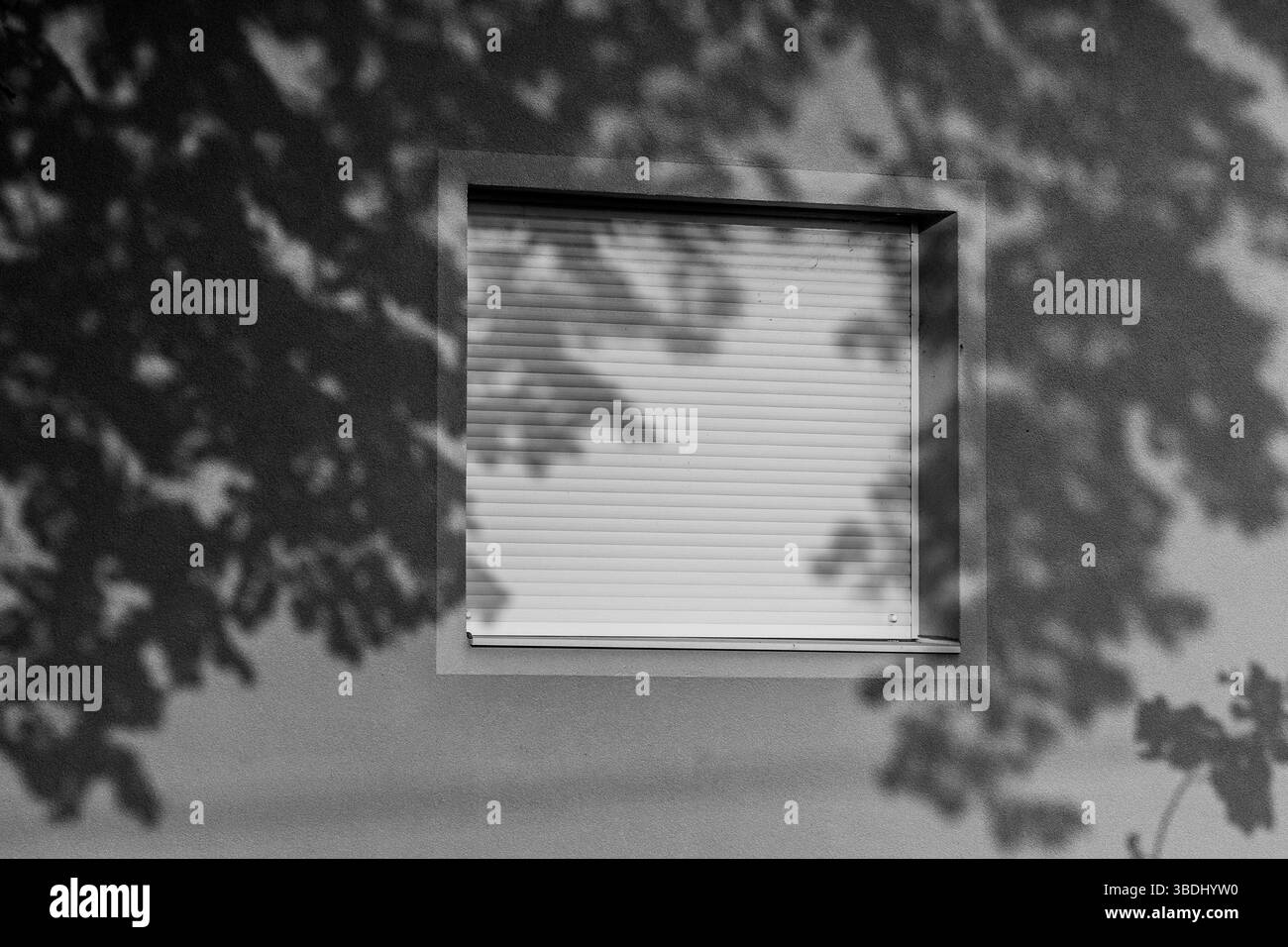 Quiete ombreggiata. Rami d'ombra sul muro. Tonalità monocromatiche. Foto Stock