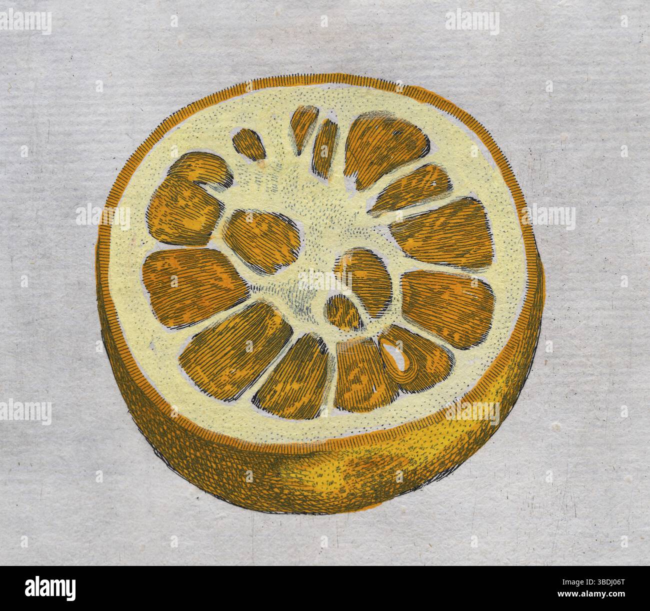 Aurantium Foetiferum, arancia, agrumi, incisione a mano su lastre di rame di Giovanni Baptista Ferrari Hesperides, sive, de Malorum Aureorum C. Foto Stock