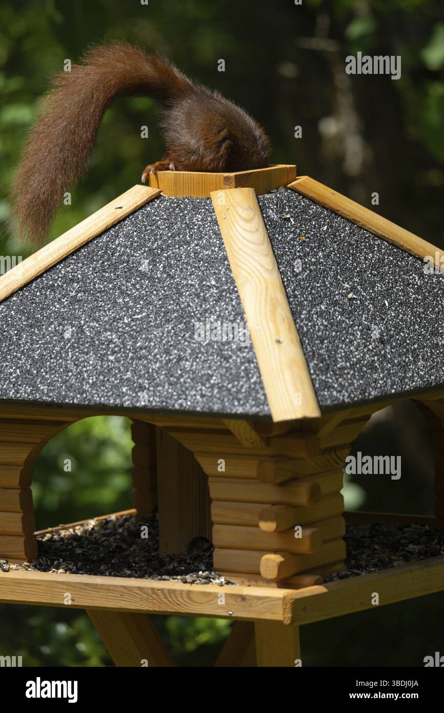Scoiattolo rosso eurasiatico (Sciurus vulgaris), seduto sulla casa degli uccelli, portando il cibo attraverso la botola del tetto, la botola per nutrire, la coda che guarda ancora fuori, divertente, fu Foto Stock