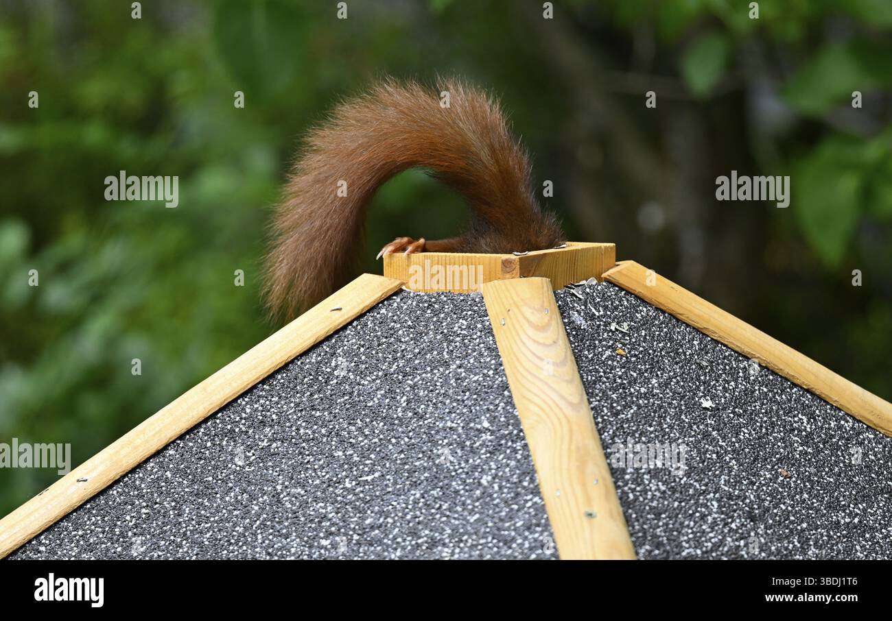 Scoiattolo rosso eurasiatico (Sciurus vulgaris), seduto sulla casa degli uccelli, portando il cibo attraverso la botola del tetto, la botola per nutrire, la coda che guarda ancora fuori, divertente, fu Foto Stock
