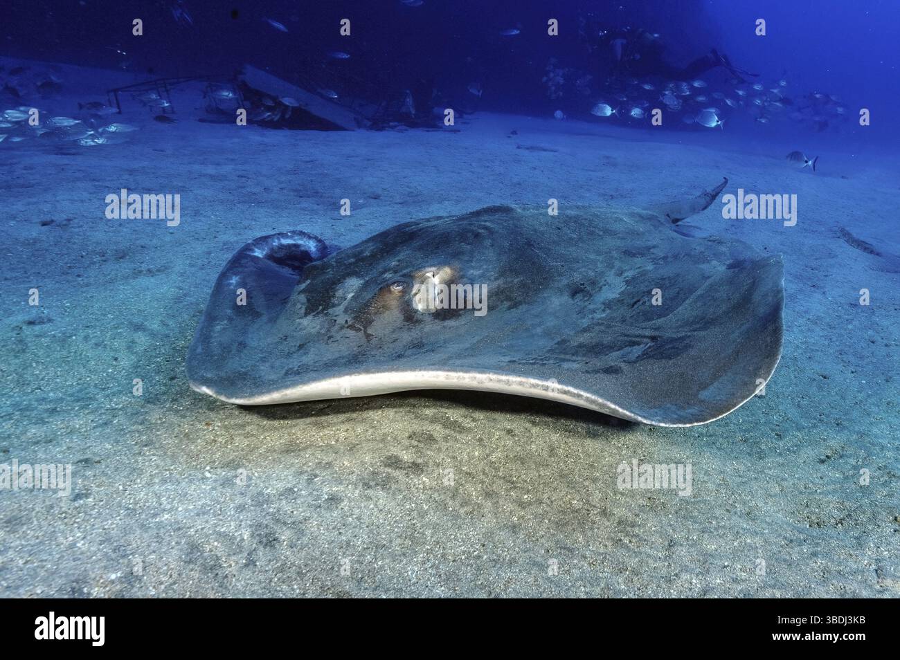 Pastinaca comune (Dasyatis pastinaca) Stingray con pungiglioni velenose su fondali sabbiosi, Atlantico orientale, Tenerife, Isole Canarie, Spagna, Europa Foto Stock