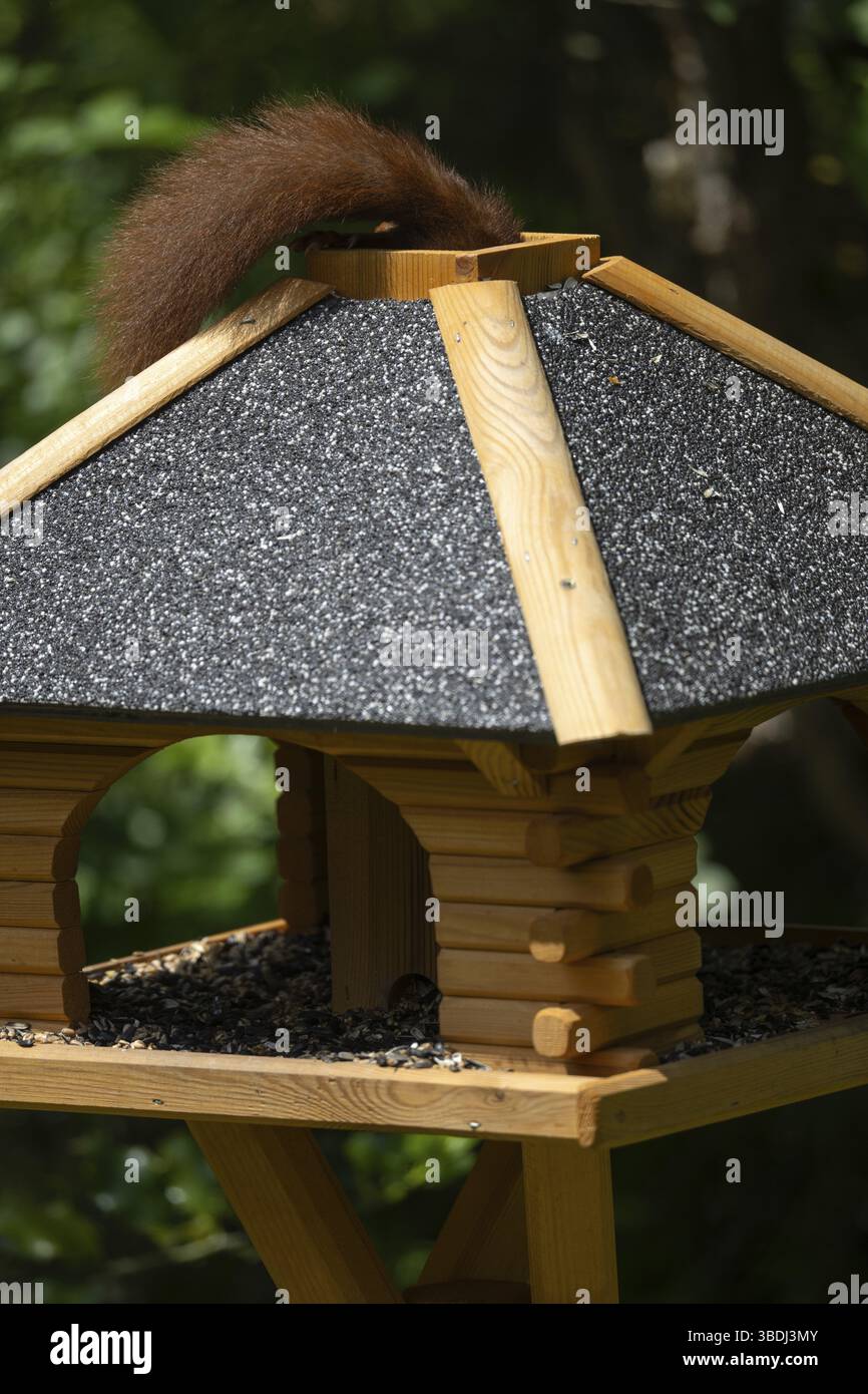 Scoiattolo rosso eurasiatico (Sciurus vulgaris), seduto sulla casa degli uccelli, portando il cibo attraverso la botola del tetto, la botola per nutrire, la coda che guarda ancora fuori, divertente, fu Foto Stock