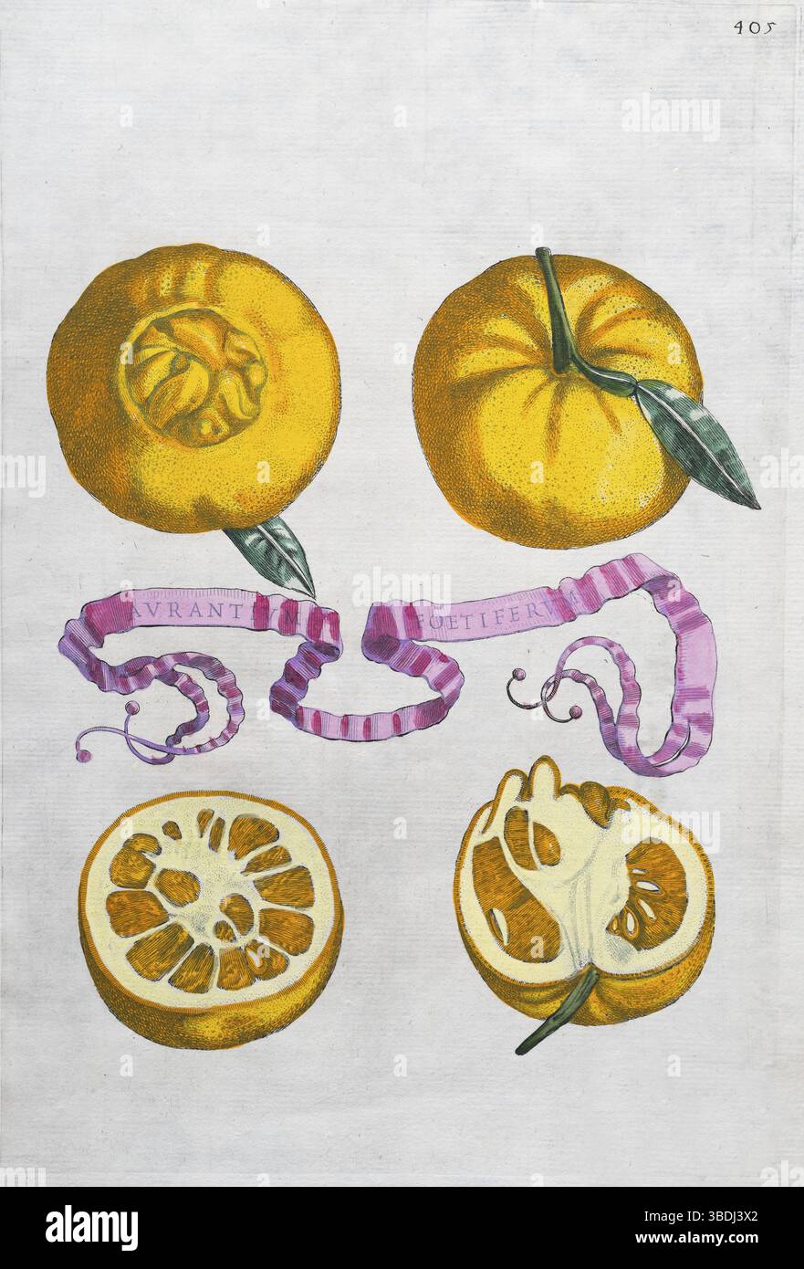Aurantium Foetiferum, arance, agrumi, incisione su lastre di rame colorate a mano di Giovanni Baptista Ferrari Hesperides, sive, de Malorum Aureorum Foto Stock