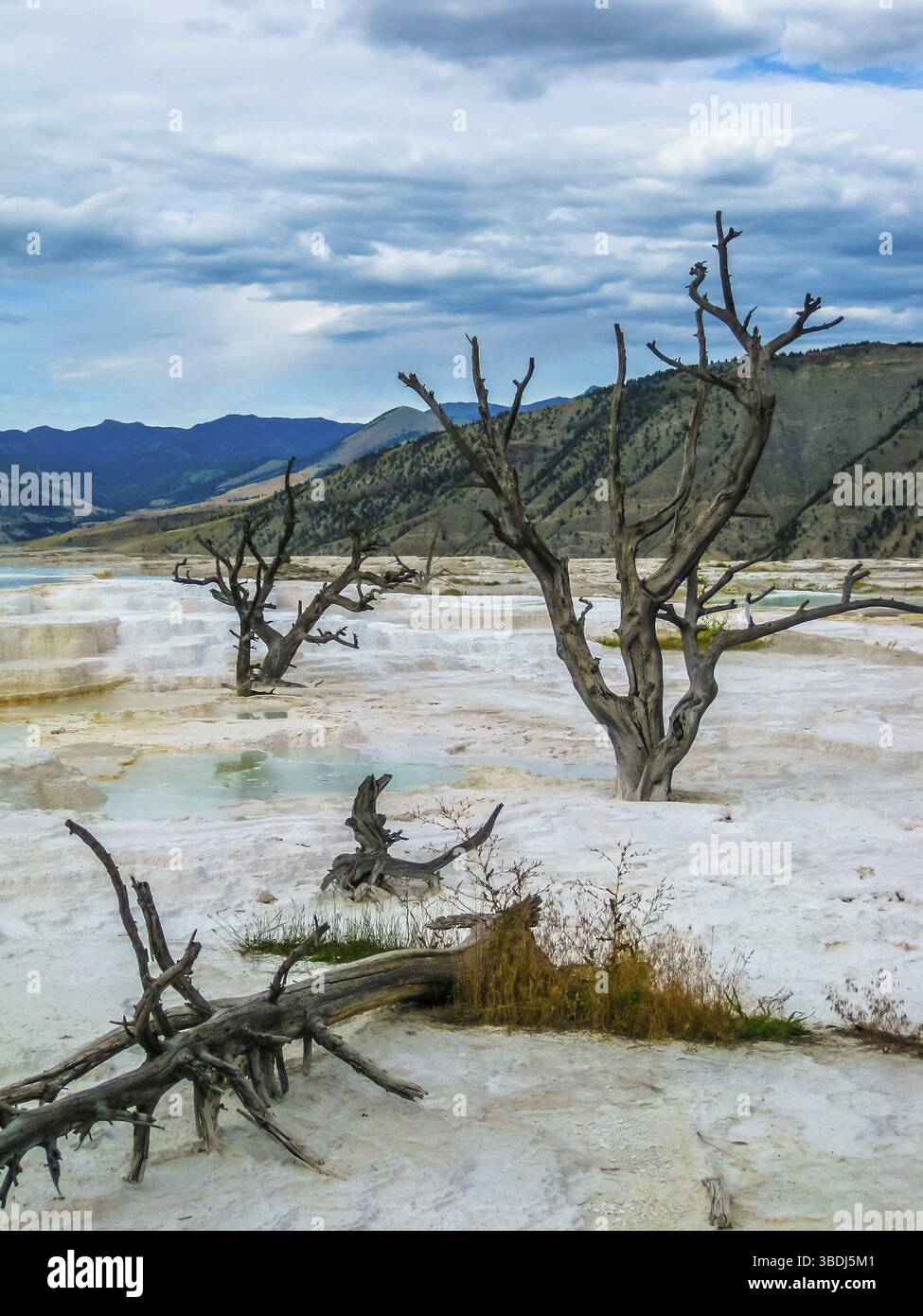 Spettacolare vista di alberi morti e terrazze in travertino formazioni rocciose fatte di carbonato di calcio cristallizzato a Mammoth Hot Springs, Yellowstone Nationa Foto Stock