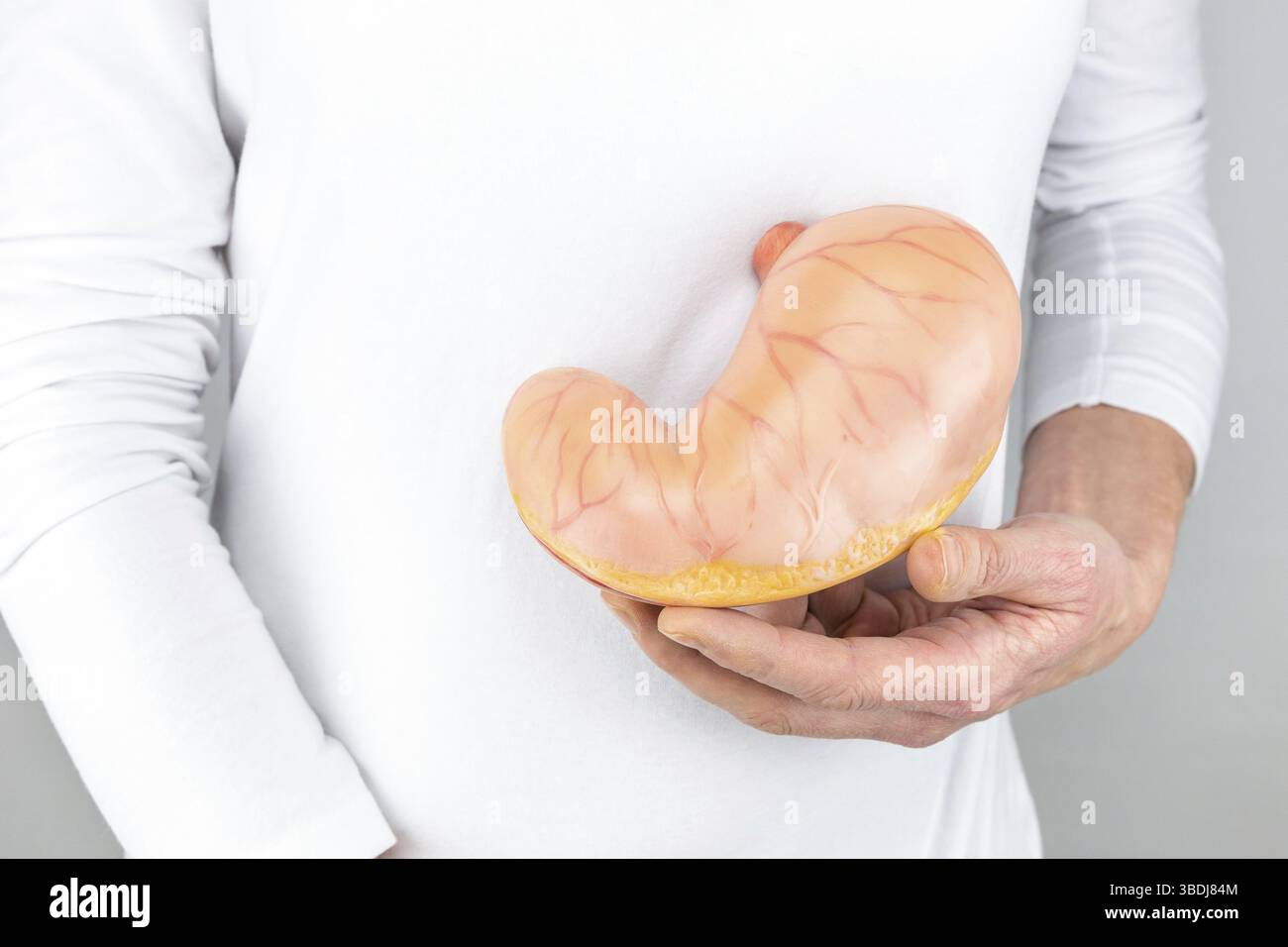 Femmina di mano azienda modello artificiale di stomaco umano isolato su una camicia bianca Foto Stock