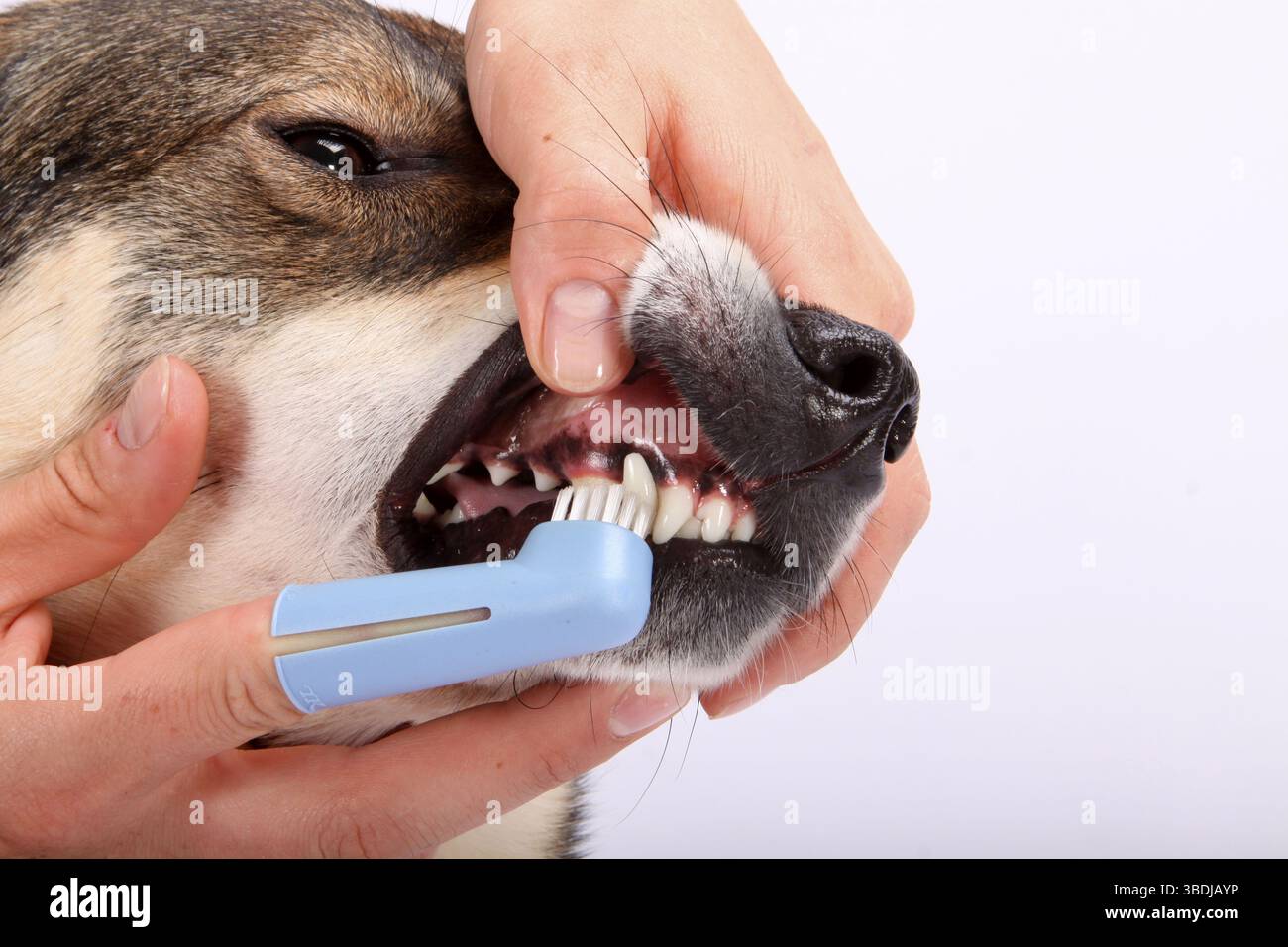 Cane di razza mista, spazzolino da denti, spazzolino da denti, spazzolino da denti per cani, spazzolino da denti, dentatura Foto Stock
