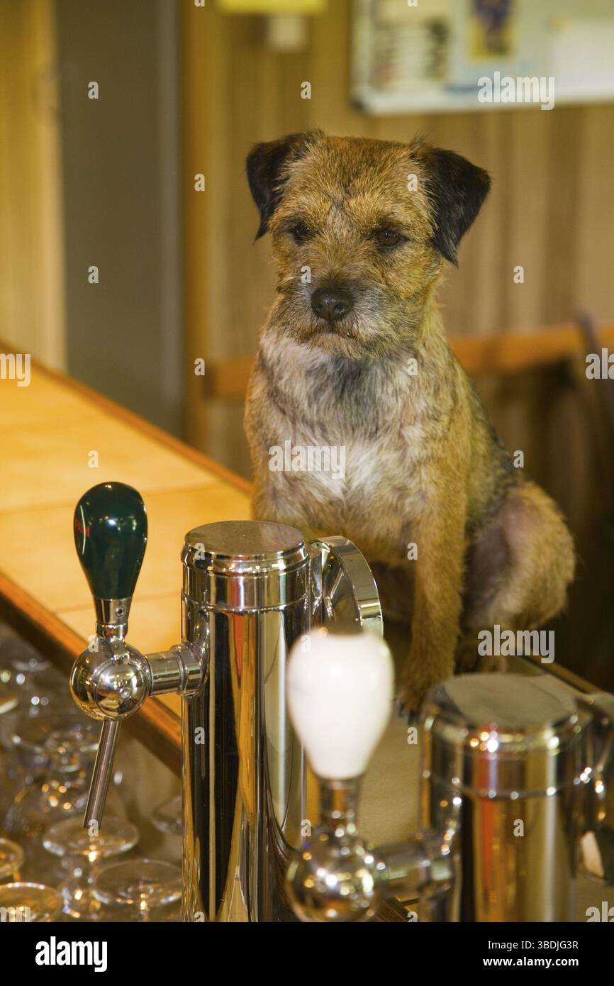 Border terrier al bancone del pub, TAP, Belgio, Europa Foto Stock