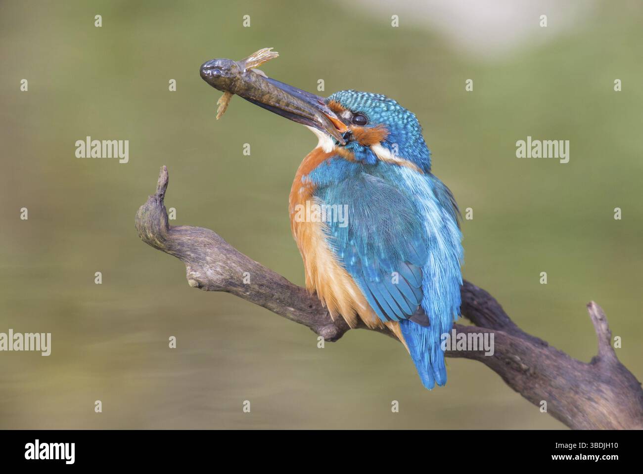 Kingfisher con un pesce Foto Stock