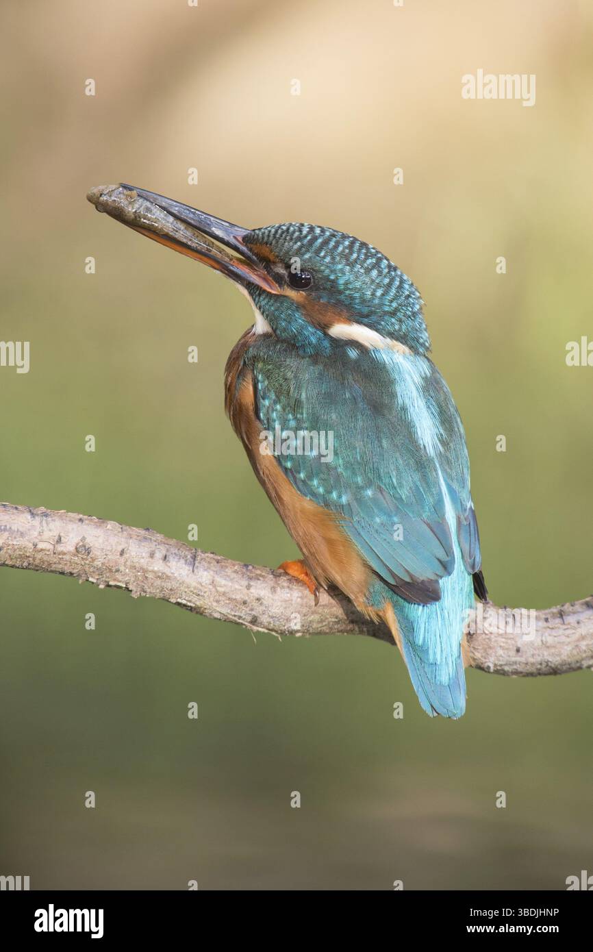 Kingfisher con un pesce Foto Stock