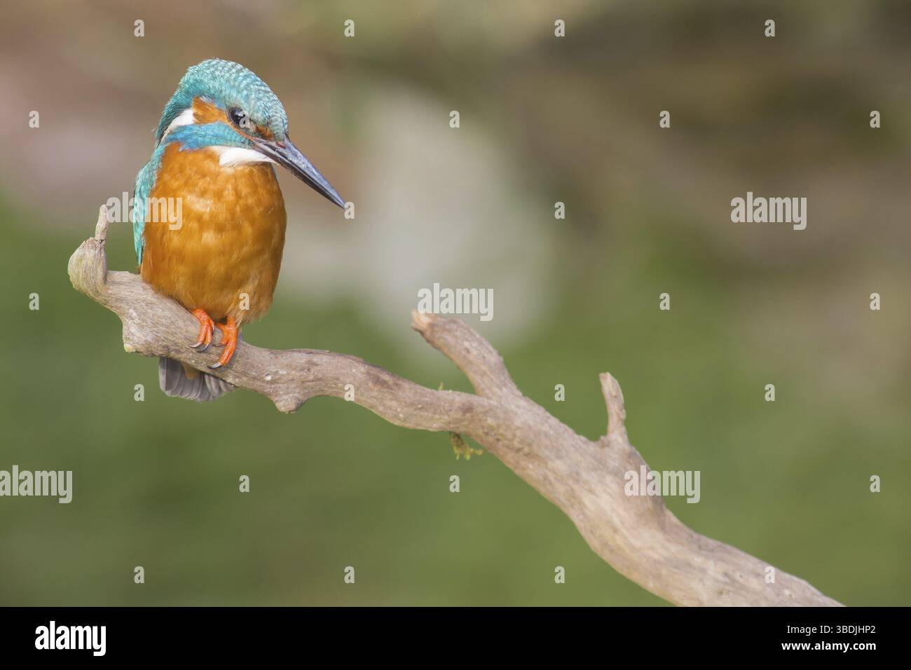 Martin pescatore Foto Stock