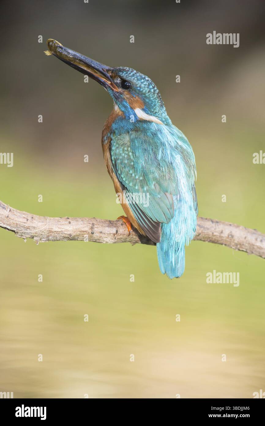 Kingfisher con un pesce Foto Stock