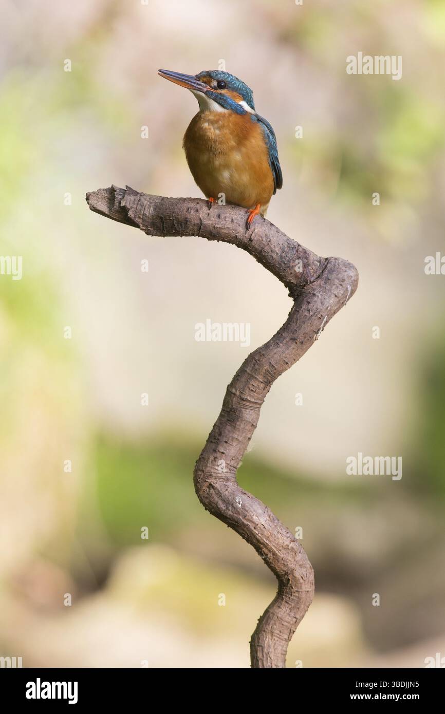 Martin pescatore Foto Stock