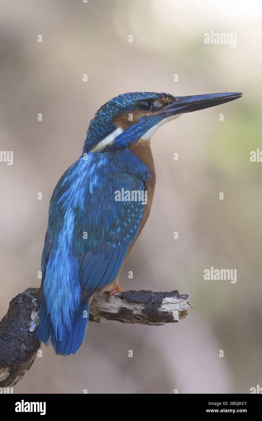 Kingfisher Foto Stock