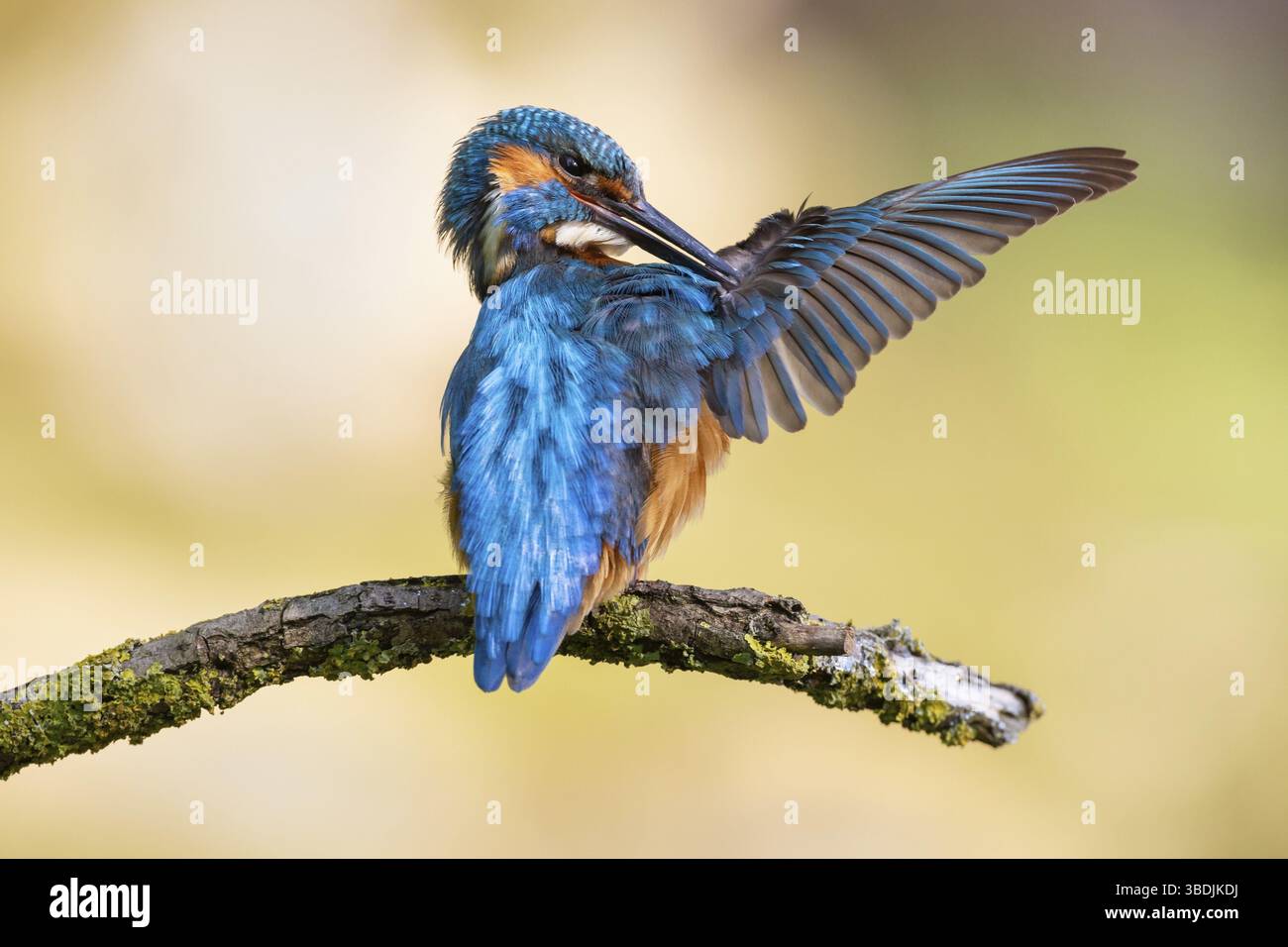 kingfisher con un pesce nel becco Foto Stock