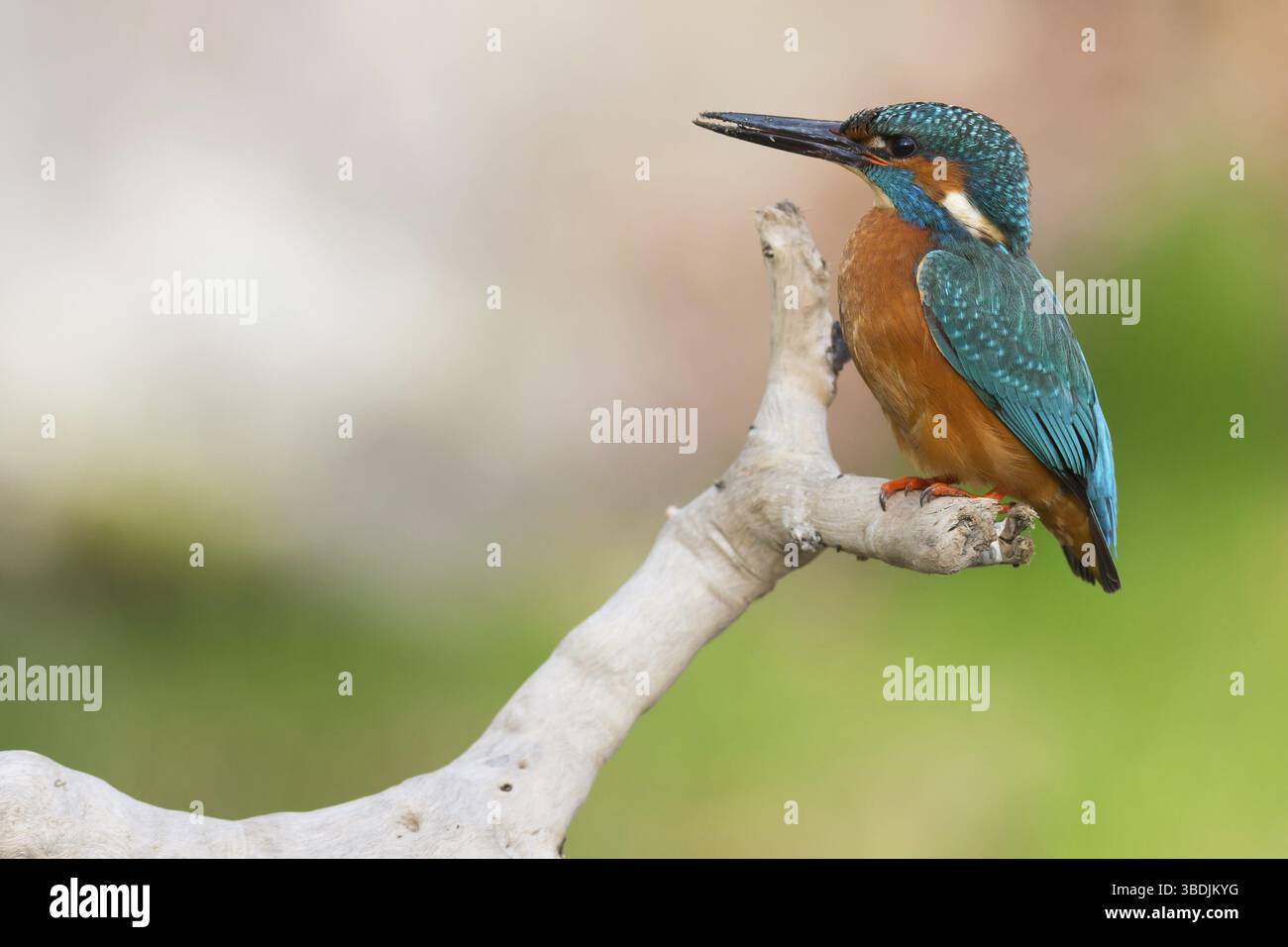 Martin pescatore Foto Stock