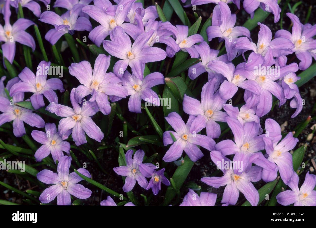 Lucile's Glory of the Snow (Chionodoxa luciliae), Snow Pride (Fiori) (piante da giardino piante bulbose) (Liliaceae) (fioritura) (viola) (paesaggio) Foto Stock