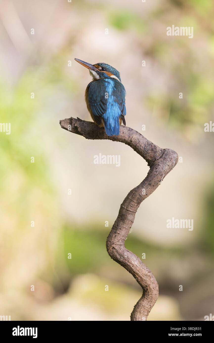 Martin pescatore Foto Stock
