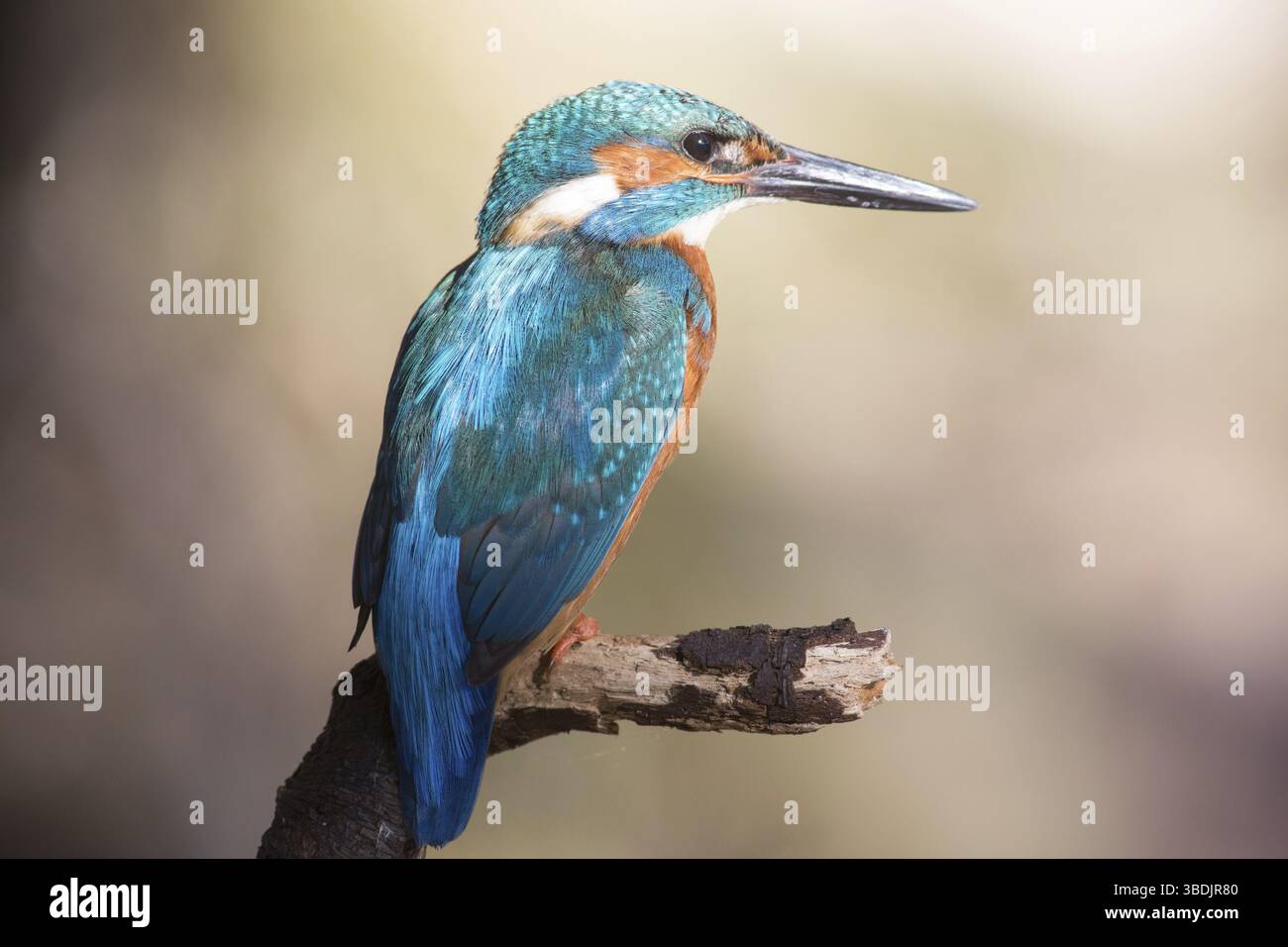 Martin pescatore Foto Stock