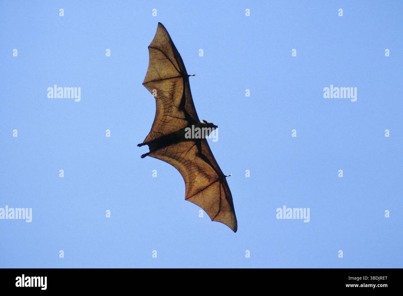Indian Flying Fox (Pteropus giganteus), Sri Lanka, Asia Foto Stock