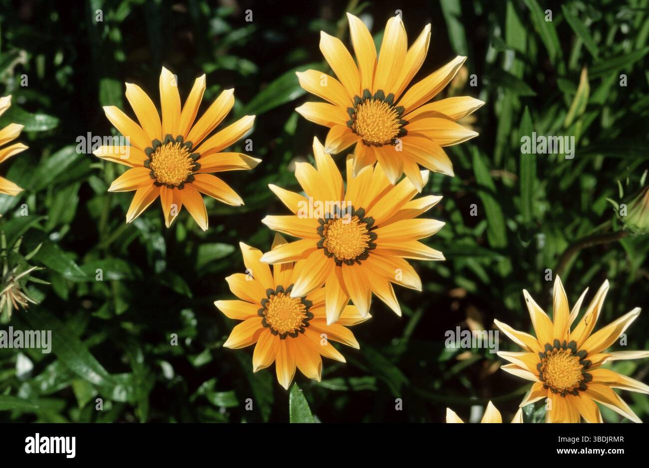 Gazania rigida (Gazania rigens) (Fiori) (piante da giardino Compositae) (compositae) (piante da fiore) (Fiori) (giallo) (paesaggio) (orizzontale) Foto Stock