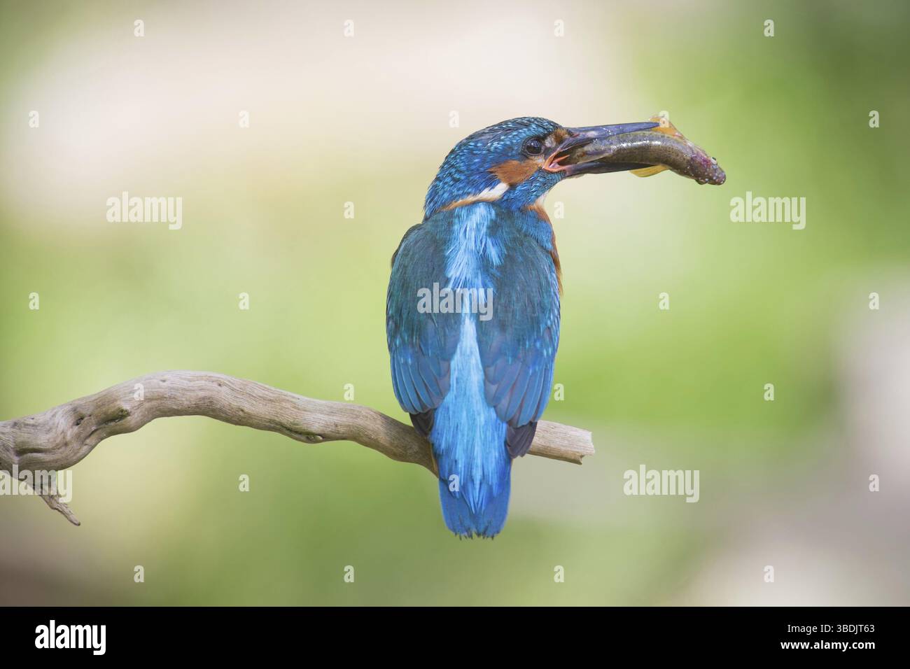 Kingfisher con un pesce Foto Stock