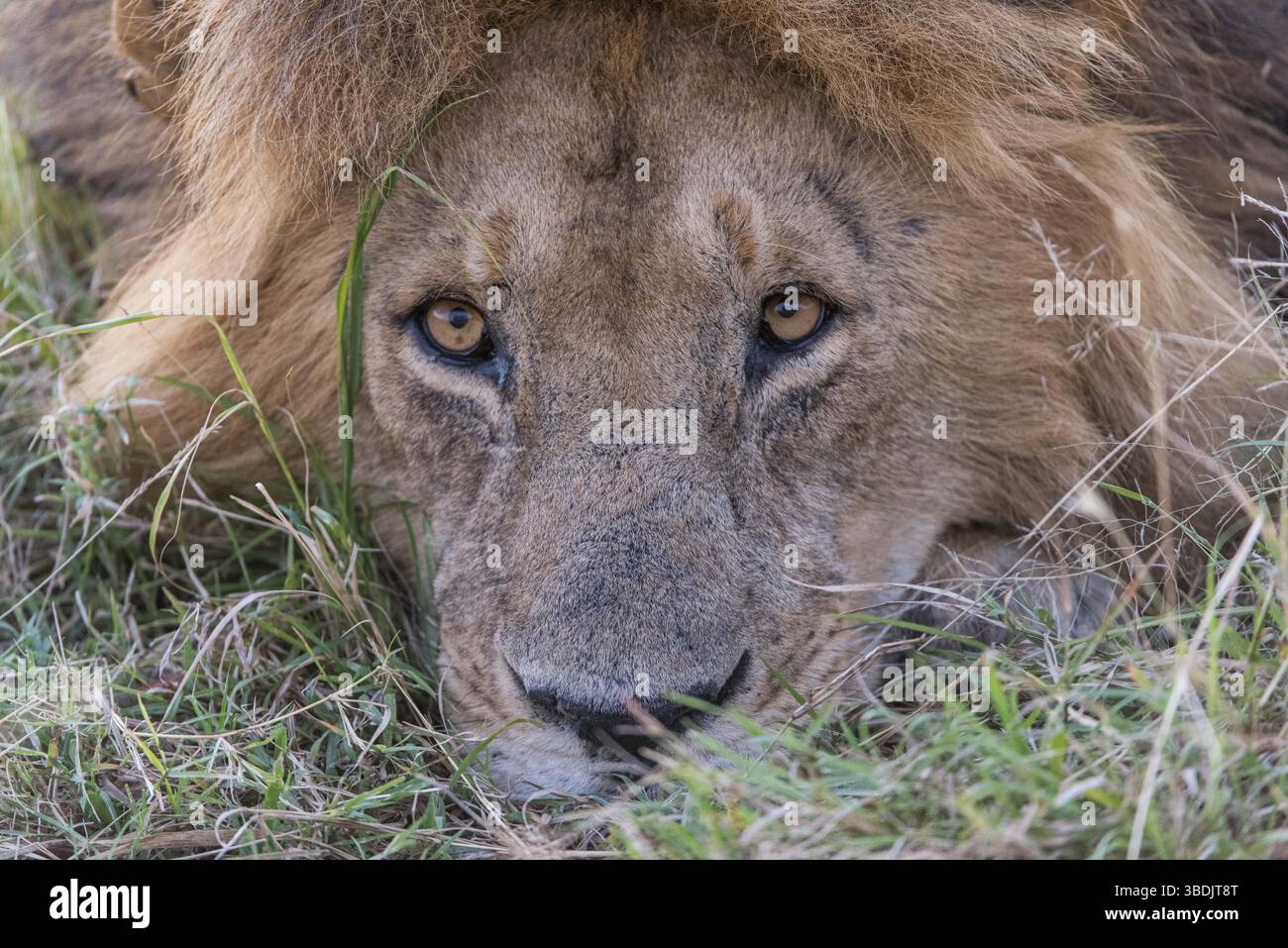 Leone, fauna selvatica, animali, mammiferi, selvatici, felino, leo (panthera), grande, gatto, carnivoro, pelliccia, natura, predatore, bianco, isolato, vertebrato, uno, studio, st Foto Stock