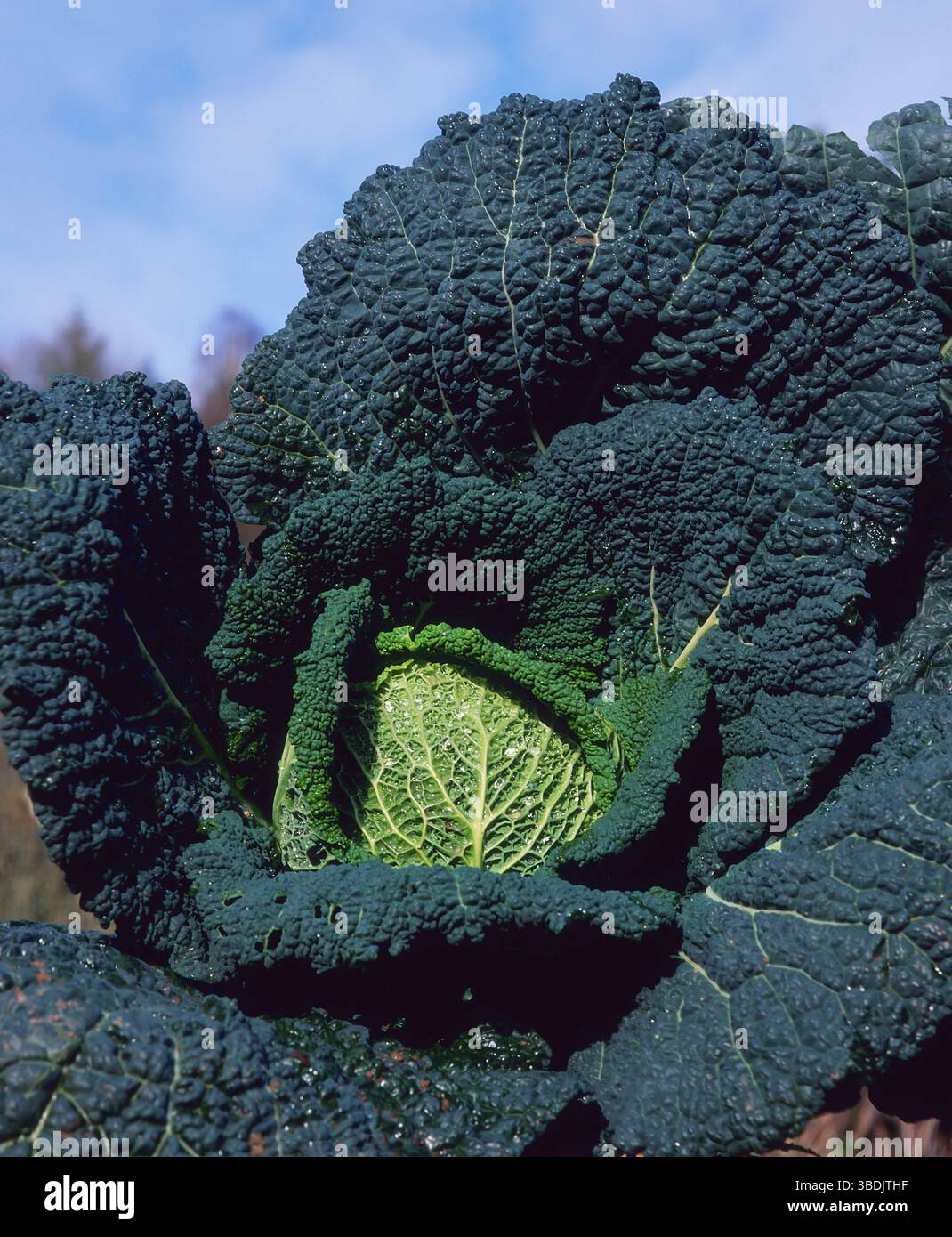 Cavolo di Savoia (Brassica oleracea var. sabauda), Savoy Cabbage / Foto Stock