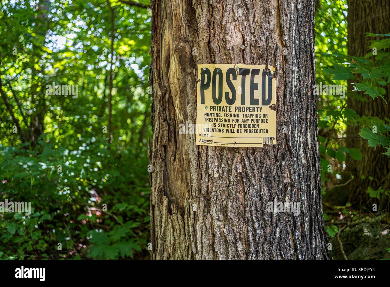 Un cartello su un albero ai margini della strada Foto Stock