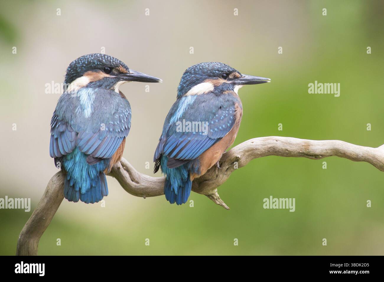 Due giovani martin pescatore Foto Stock