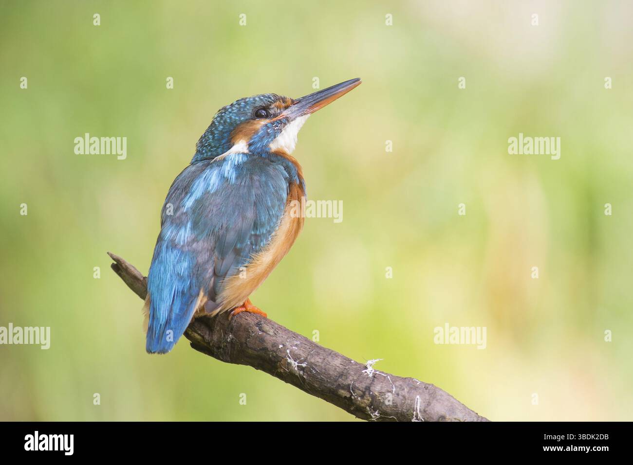 Martin pescatore Foto Stock