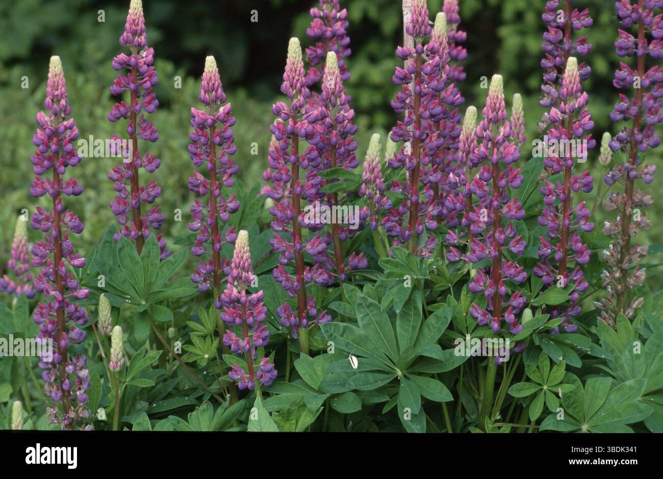 Lupini (Lupin) Foto Stock