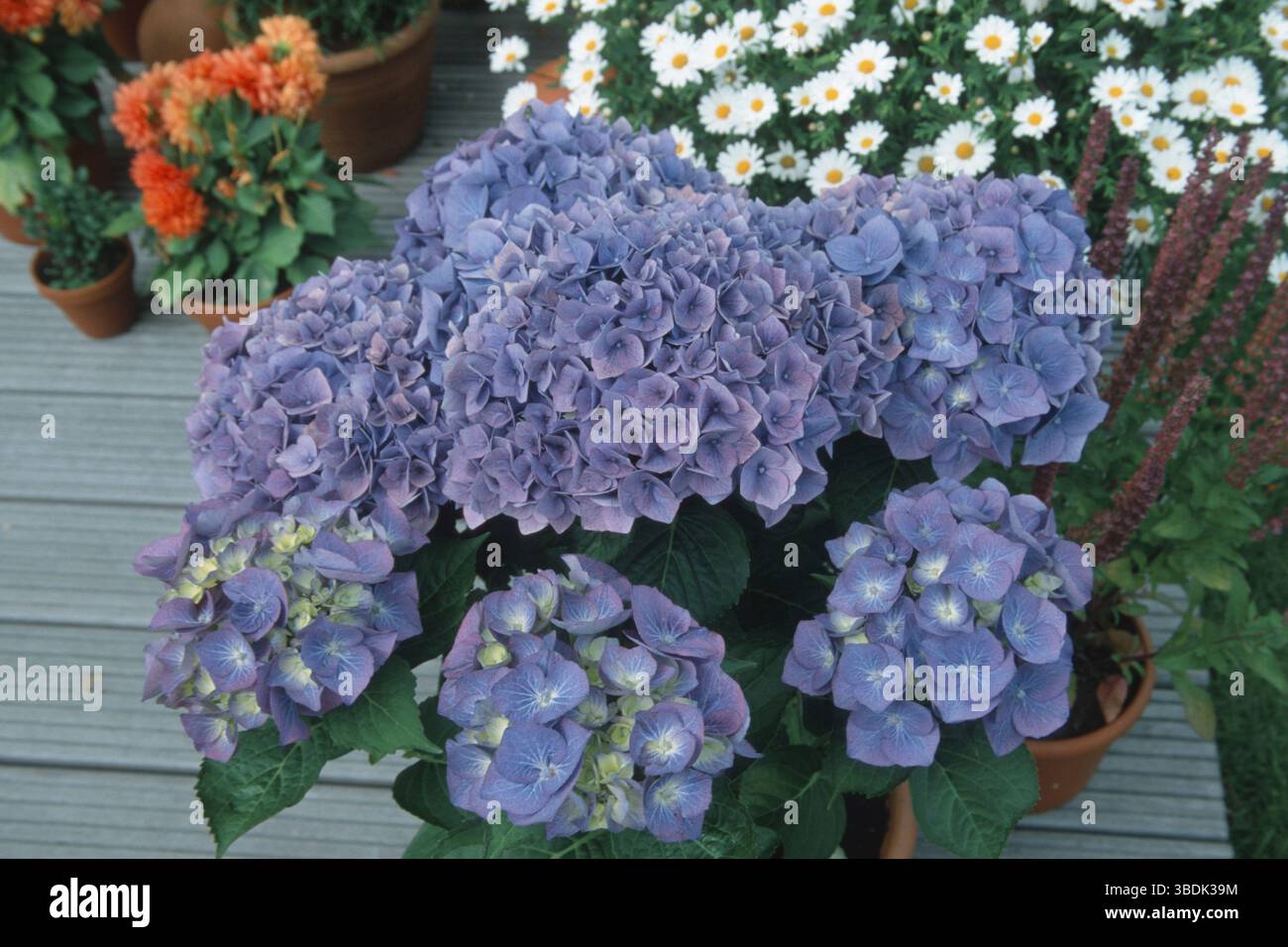 Hortensia (Hydrangea macrophylla) Foto Stock