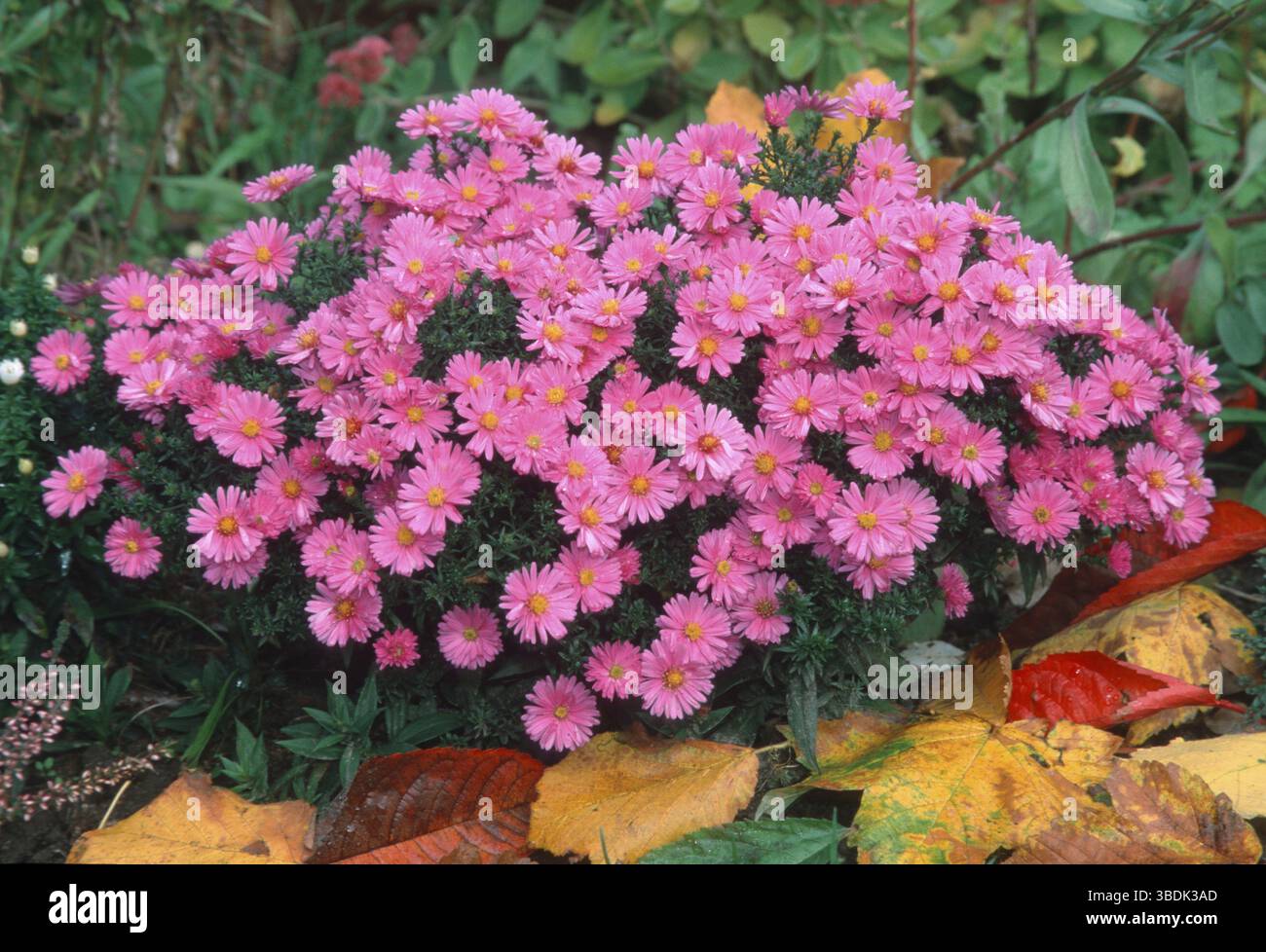 Folte Aster (Aster dumosus) Foto Stock