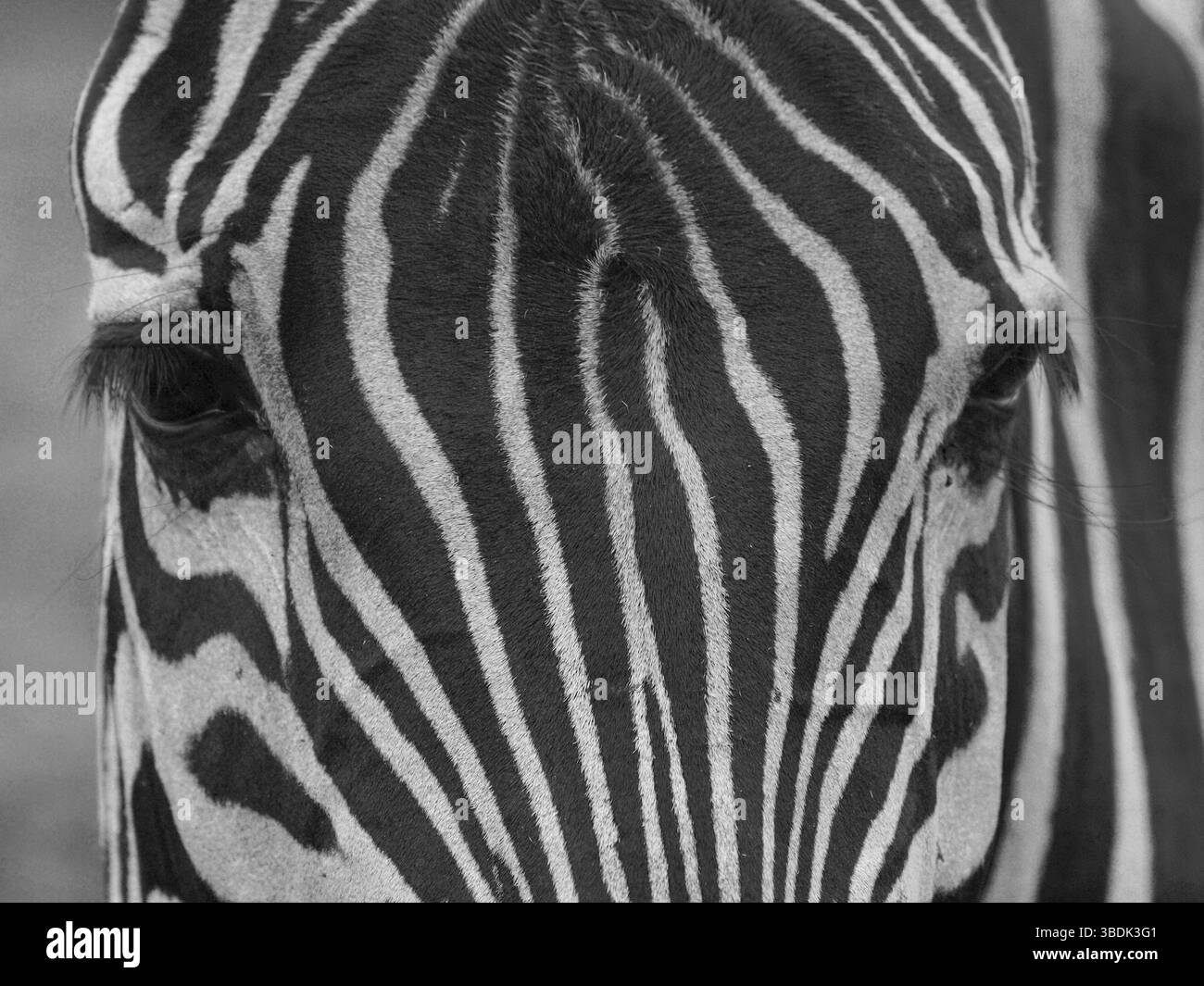 Vista ravvicinata di una zebra, in bianco e nero Foto Stock