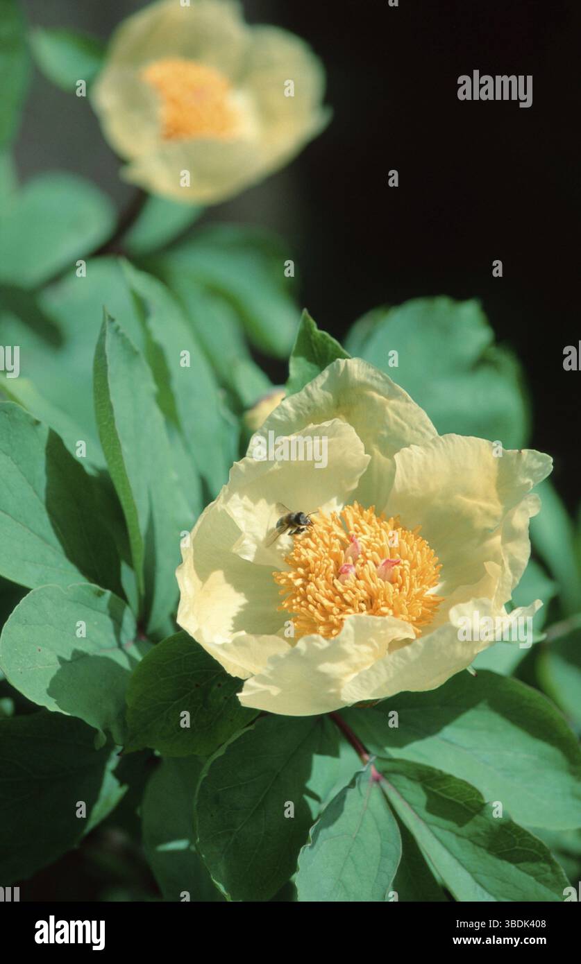 Peonia (Paeonia mlokosewitschii), peonia caucasica (Europa) (fiori) (piante) (famiglia delle peonie) (Paeonaceae) (fiori) (giallo) (giallo) Foto Stock